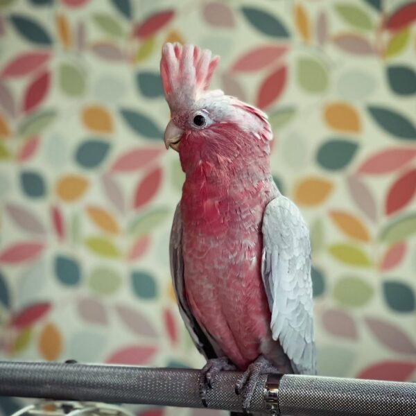 Adorable 4-Month-Old Galah Cockatoo for Sale - Image 3