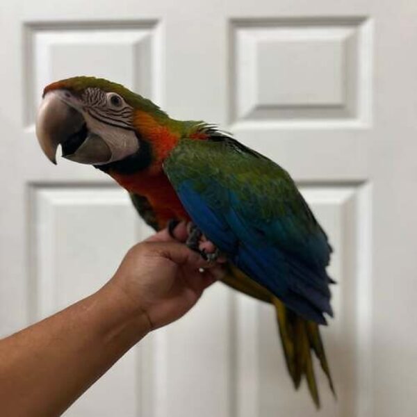 Baby Catalina Macaw Parrot for Sale – 7 Months Old, Vibrant, and Full of Personality - Image 2