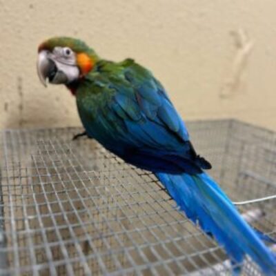 Baby Catalina Macaw Parrot for Sale – 7 Months Old, Vibrant, and Full of Personality