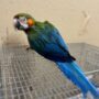 Baby Catalina Macaw Parrot for Sale – 7 Months Old, Vibrant, and Full of Personality
