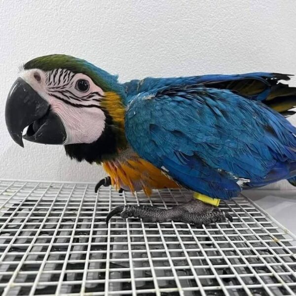 Baby Blue and Yellow Macaws for Sale – 5 Months Old, Beautiful, and Friendly - Image 2