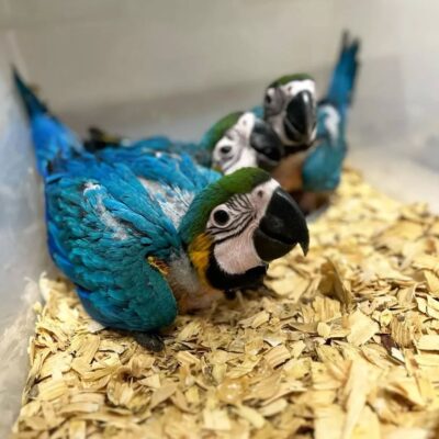 Baby Blue and Yellow Macaws for Sale – 5 Months Old, Beautiful, and Friendly