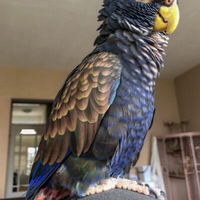 Bronze Winged Pionus