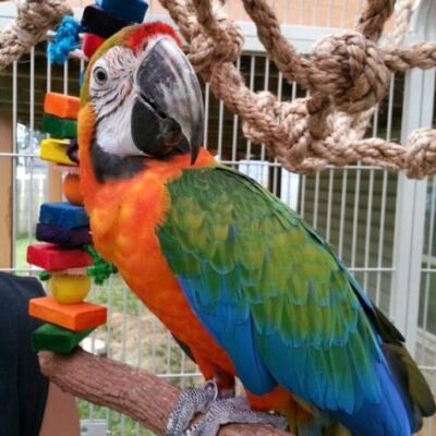 Blue and Gold Macaw