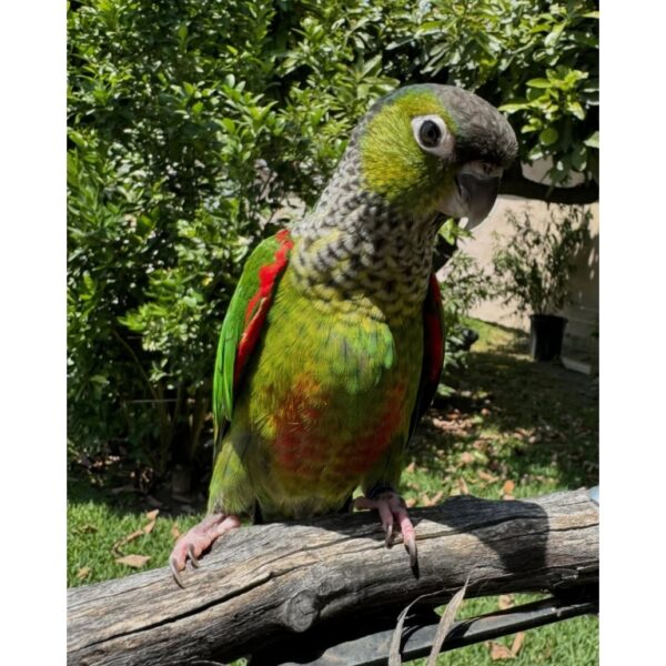Black Capped Conure - Image 3
