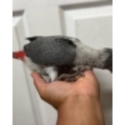 Baby African Grey Parrot for Sale – 2 Months Old, Intelligent and Ready to Bond