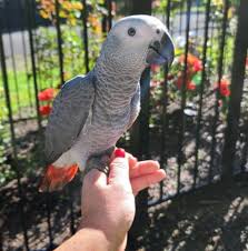 Is It Safe to Use Online Payment Methods When You Buy African Grey Parrots Online in the USA?