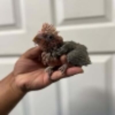 Rose-Breasted Cockatoo Babies for Sale – Adorable 2-Month-Old Galah Parrots