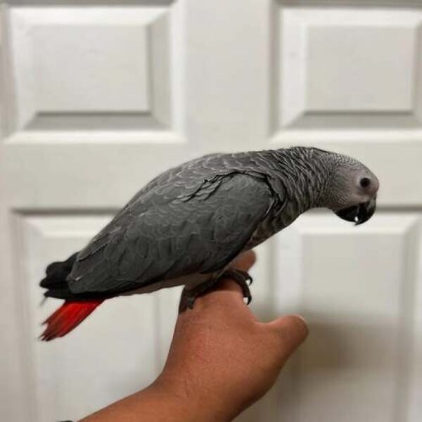 African Grey Parrot for Sale – 4-Month-Old Male -Intelligent and Ready to Bond - Image 2