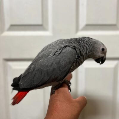 African Grey Parrot for Sale – 4-Month-Old Male -Intelligent and Ready to Bond