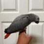 African Grey Parrot for Sale – 4-Month-Old Male -Intelligent and Ready to Bond