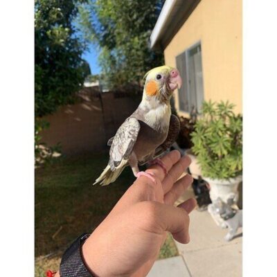 10 Playful Cockatiels for Sale