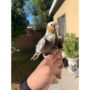 10 Playful Cockatiels for Sale