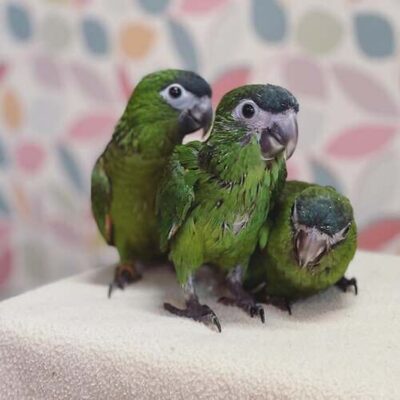 3 Adorable Hahns Macaw Babies For Sale