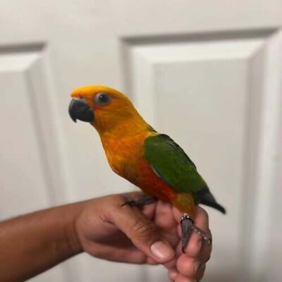 Jenday Conure for Sale – Sweet 3 Months Baby , Tame, and Full of Personality