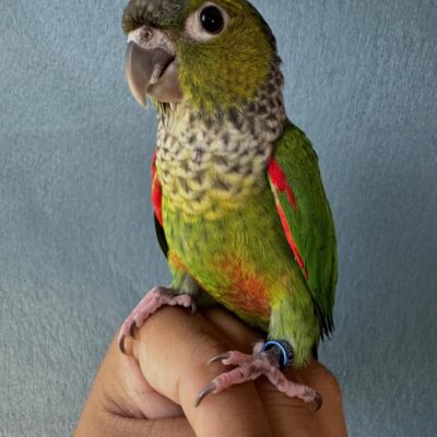 Black Capped Conure