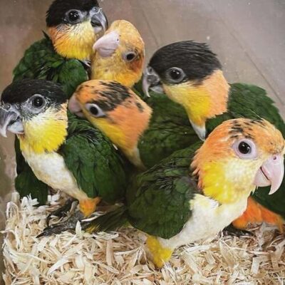6 Adorable Baby Caiques for Sale