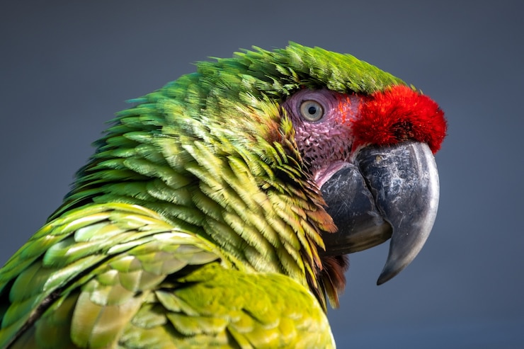 Not just parrots