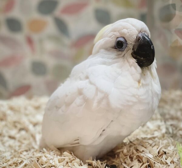 Beautiful White Cockatoo for Sale – 6 Months Old - Image 2