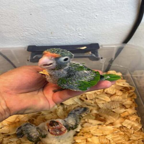 Half Moon Conure Babies for Sale – 7-Week-Old Sweet and Playful Parrots - Image 3