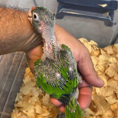 Half Moon Conure Babies for Sale – 7-Week-Old Sweet and Playful Parrots
