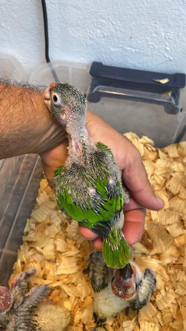 Half Moon Conure Babies for Sale – 7-Week-Old Sweet and Playful Parrots