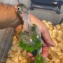 Half Moon Conure Babies for Sale – 7-Week-Old Sweet and Playful Parrots