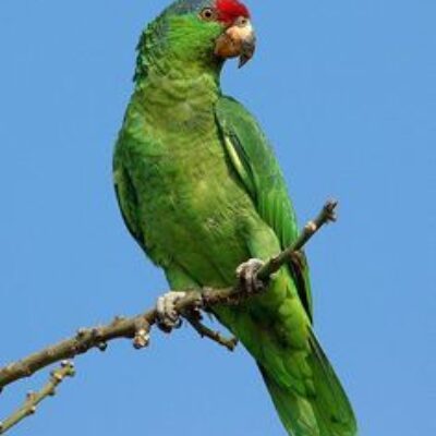 Mexican Red Headed Amazon