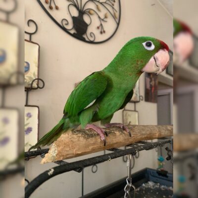 Mitred Conures For Sale – 2 Vibrant Available Today