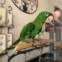 Mitred Conures For Sale – 2 Vibrant Available Today