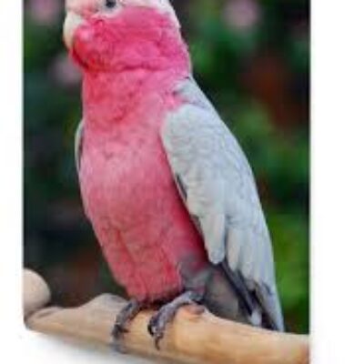 Rose Breasted Cockatoo