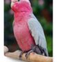 Rose Breasted Cockatoo
