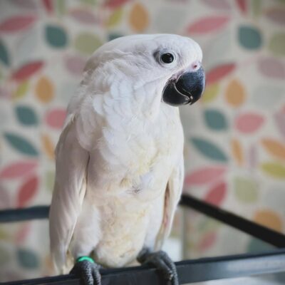 Beautiful White Cockatoo for Sale – 6 Months Old