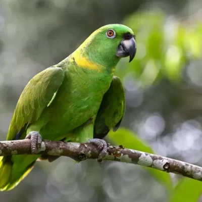 Orange Winged Amazon